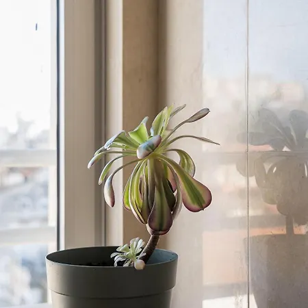 Guestready - Terrace Cozy * Coimbra