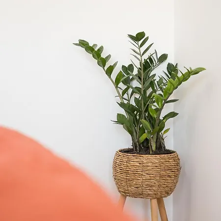 Guestready - Terrace Cozy * Coimbra